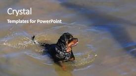  Presentation with water - Colorful PPT theme enhanced with rottweiler dog standing in water backdrop and a gray colored foreground