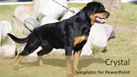  Presentation with deutsche deutsch rottweiler guard dog - Cool new slide deck with rottweiler dog with undocked tail backdrop and a coral colored foreground