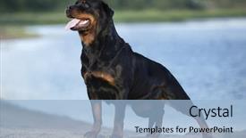 Presentation with deutsche deutsch rottweiler guard dog - Beautiful slides featuring rottweiler dog backdrop and a light blue colored foreground