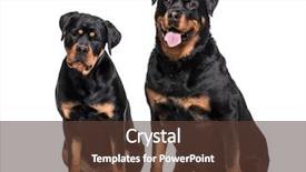  Presentation with dogs - Presentation consisting of rottweiler dogs sitting against white background and a tawny brown colored foreground