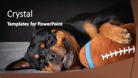 Presentation with flat lay of female sport - Audience pleasing PPT layouts consisting of rottweiler female laying down with stuffed football backdrop and a black colored foreground