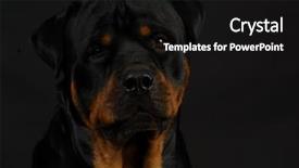  Presentation with old black men - Slides with rottweiler head on black background background and a black colored foreground