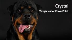  Presentation with tongue - Audience pleasing presentation design consisting of rottweiler panting with tongue backdrop and a black colored foreground