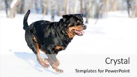  Presentation with snow - Presentation theme featuring rottweiler plays in the snow background and a white colored foreground