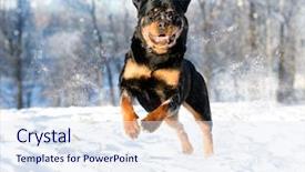  Presentation with dust of snow - Audience pleasing presentation design consisting of rottweiler plays in the snow backdrop and a sky blue colored foreground