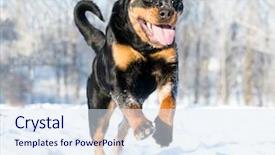  Presentation with dust of snow - Presentation theme featuring rottweiler plays in the snow background and a sky blue colored foreground