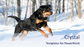  Presentation with deutsche deutsch rottweiler guard dog - Amazing presentation theme having rottweiler plays in the snow backdrop and a sky blue colored foreground