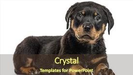  Presentation with rottweiler puppy - Presentation theme consisting of rottweiler puppy lying down isolated background and a tawny brown colored foreground