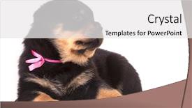  Presentation with rottweiler puppy - Audience pleasing PPT layouts consisting of travel image of sikh gurdwara backdrop and a light blue colored foreground