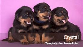  Presentation with rottweiler puppy - PPT layouts enhanced with rottweiler puppy background and a tawny brown colored foreground