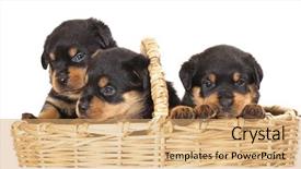  Presentation with rottweiler puppy - PPT layouts enhanced with rottweiler puppy background and a coral colored foreground