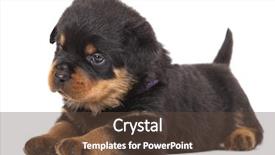  Presentation with rottweiler puppy - Amazing slide deck having rottweiler puppy backdrop and a tawny brown colored foreground