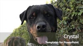  Presentation with tongue - Theme featuring rottweiler showing its tongue background and a tawny brown colored foreground