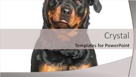  Presentation with white pigeon against the blue - Beautiful PPT layouts featuring rottweiler sitting against white background backdrop and a light gray colored foreground