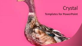  Presentation with duck - PPT theme featuring rouen duck standing against white background and a  colored foreground