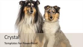  Presentation with border collie 4 years - Cool new theme with rough collie 11 years old backdrop and a  colored foreground