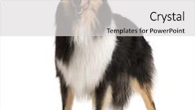  Presentation with rough - Cool new PPT theme with rough collie 2 years in front of a white background backdrop and a light gray colored foreground