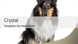  Presentation with rough - Slide deck enhanced with rough collie 3 years old background and a  colored foreground