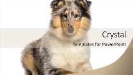  Presentation with old hymnal - Slide set with rough collie 4 months old background and a  colored foreground