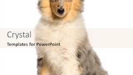  Presentation with rough - Presentation consisting of rough-collie-sitting-in-front background and a lemonade colored foreground