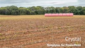  Presentation with alabama - Audience pleasing presentation theme consisting of round cotton bales wrapped in pink plastic in a field in alabama awaiting transportation to a cotton gin the pink wrappers are a way for farmers to show support for those battling breast cancer backdrop and a coral colored foreground