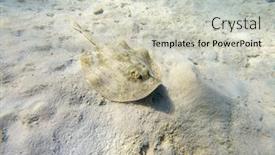  Presentation with clear water - Slide set featuring round-ribbontail-ray-taeniura-meyeni background and a soft green colored foreground