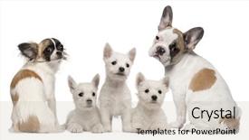  Presentation with dogs - Slide deck enhanced with round shoulder - group of dogs in front background and a  colored foreground