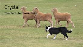  Presentation with sheepdog - Cool new slide set with round up - working sheep dog border collie backdrop and a mint green colored foreground