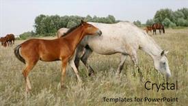  Presentation with foal - Colorful presentation theme enhanced with roundup - horse and foal backdrop and a coral colored foreground