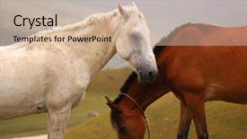  Presentation with horses - Audience pleasing PPT theme consisting of roundup - two horses - white backdrop and a soft green colored foreground