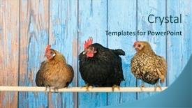  Presentation with blue - Slide deck having row chickens in blue henhouse on stick background and a light blue colored foreground