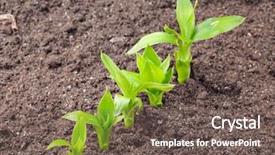  Presentation with soil - Theme having row in the soil background and a gray colored foreground