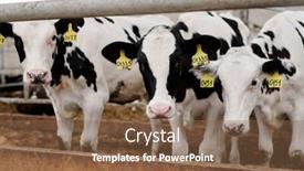  Presentation with black white - Audience pleasing presentation theme consisting of row-of-black-and-white backdrop and a tawny brown colored foreground