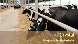  Presentation with livestock - Audience pleasing slides consisting of row-of-black-and-white backdrop and a tawny brown colored foreground