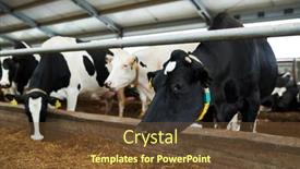  Presentation with livestock - Presentation design having row-of-black-and-white background and a tawny brown colored foreground