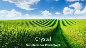  Presentation with blackcurrant - Amazing PPT layouts having row-of-blackcurrant-bushes backdrop and a forest green colored foreground