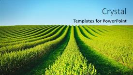  Presentation with agrarian - Slide deck consisting of row-of-blackcurrant-bushes background and a arctic colored foreground