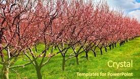  Presentation with orchard - PPT layouts consisting of row of blooming peach trees background and a tawny brown colored foreground