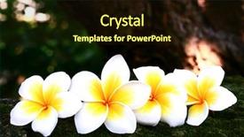  Presentation with frangipani flowers - Beautiful PPT theme featuring row of frangipani plumeria flowers backdrop and a wine colored foreground