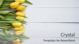  Presentation with blue white and yellow - Presentation design consisting of row of fresh yellow tulips background and a light gray colored foreground