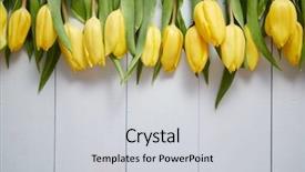  Presentation with tulips - Presentation consisting of row of fresh yellow tulips background and a light gray colored foreground