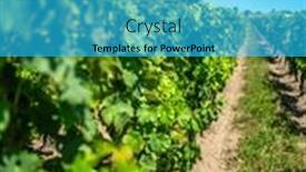  Presentation with grape - Slides with row-of-grape-vines-growing and a cyan colored foreground