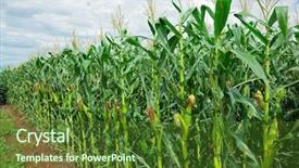  Presentation with maize - Audience pleasing slide deck consisting of row of green corn maize backdrop and a tawny brown colored foreground