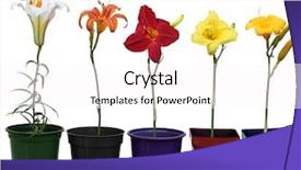  Presentation with lily flower - Slides having row of lily daylily flower background and a pink colored foreground