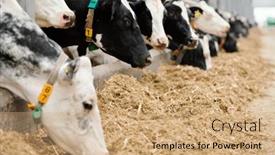  Presentation with milk - Presentation theme consisting of row-of-purebred-milk-cows background and a coral colored foreground