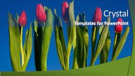  Presentation with tulips - 