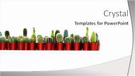  Presentation with cactus - Theme consisting of row-of-small-cactus-plants background and a white colored foreground