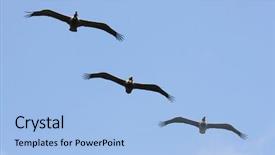  Presentation with costa rica - Presentation enhanced with unison - row of three brown pelicans background and a light blue colored foreground