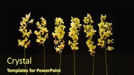  Presentation with black yellow - 