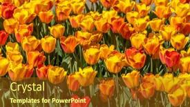  Presentation with tulip - Presentation featuring row-of-yellow-tulip-flowers background and a tawny brown colored foreground